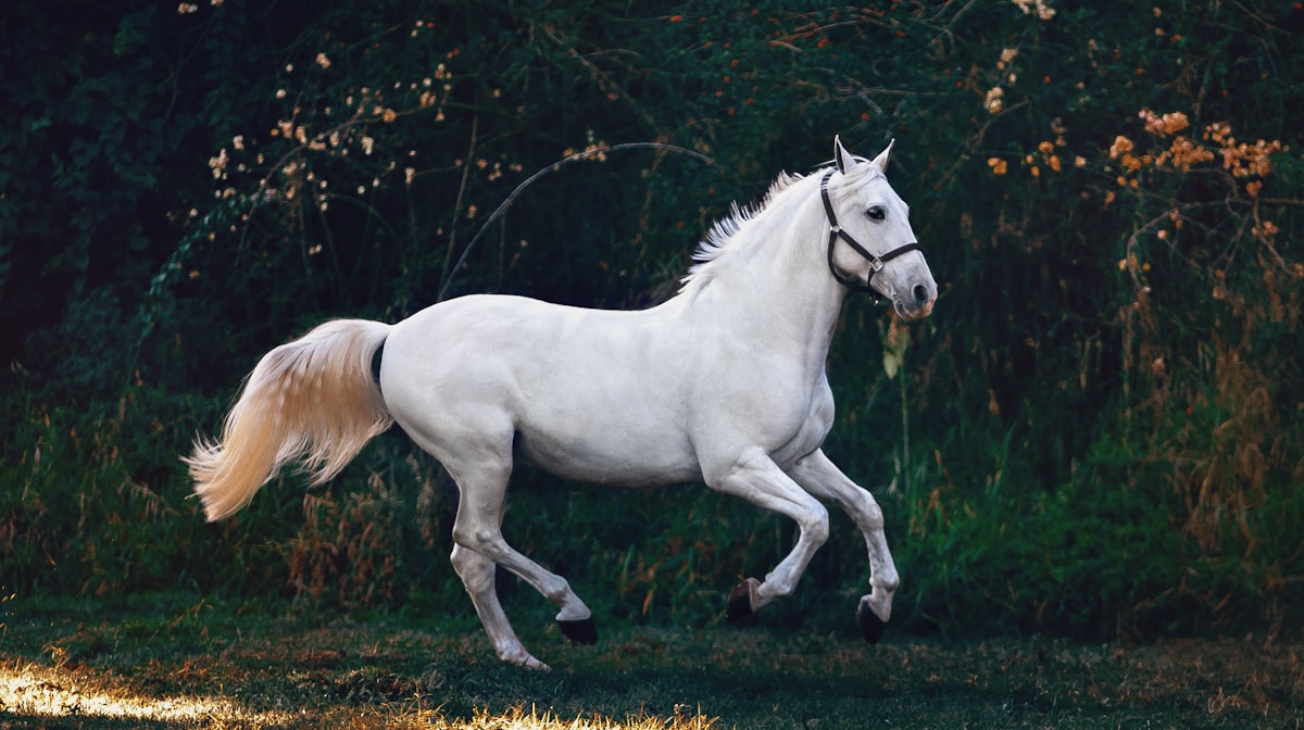 Application web sur-mesure pour centre équestre et poney-club : réservation des reprises, forfaits, chevaux et stages